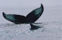 Croisières Baleines Tadoussac